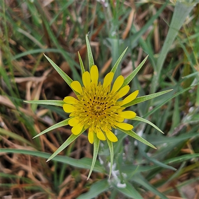 Tragopogon dubius (Goatsbeard) at Kingston, ACT - 23 Oct 2024 by MatthewFrawley