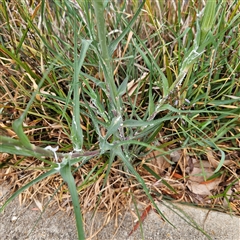 Tragopogon dubius at Kingston, ACT - 23 Oct 2024 09:08 AM