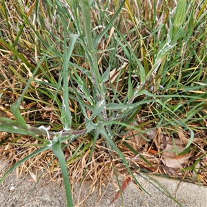 Tragopogon dubius at Kingston, ACT - 23 Oct 2024