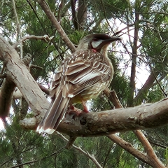 Anthochaera carunculata (Red Wattlebird) at Kingston, ACT - 22 Oct 2024 by MatthewFrawley