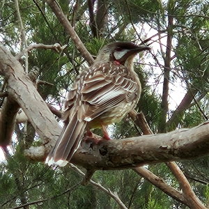 Anthochaera carunculata at Kingston, ACT - 23 Oct 2024