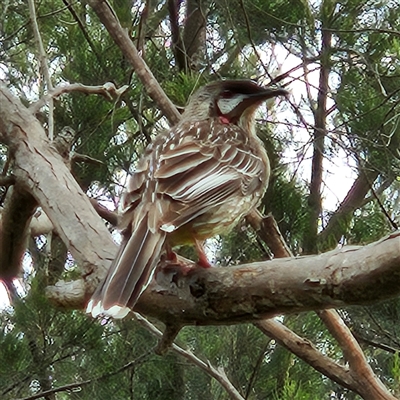 Anthochaera carunculata (Red Wattlebird) at Kingston, ACT - 23 Oct 2024 by MatthewFrawley