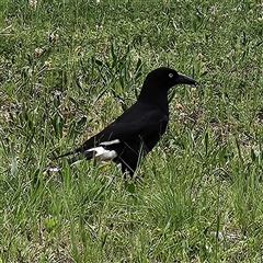 Strepera graculina (Pied Currawong) at Kingston, ACT - 23 Oct 2024 by MatthewFrawley