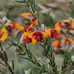 Dillwynia sericea (Egg And Bacon Peas) at Yarra, NSW - 23 Oct 2024 by trevorpreston