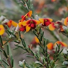 Dillwynia sericea at Yarra, NSW - 23 Oct 2024