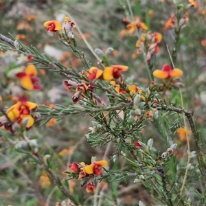 Dillwynia sericea at Yarra, NSW - 23 Oct 2024 07:20 AM