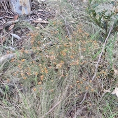 Dillwynia sericea at Yarra, NSW - 23 Oct 2024