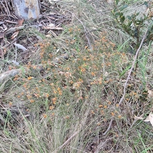 Dillwynia sericea at Yarra, NSW - 23 Oct 2024 07:20 AM