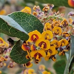 Daviesia latifolia (Hop Bitter-Pea) at Yarra, NSW - 23 Oct 2024 by trevorpreston