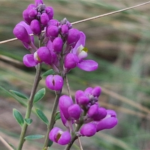 Comesperma ericinum at Yarra, NSW - 23 Oct 2024