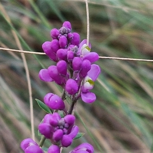 Comesperma ericinum at Yarra, NSW - 23 Oct 2024