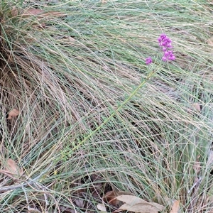 Comesperma ericinum at Yarra, NSW - 23 Oct 2024