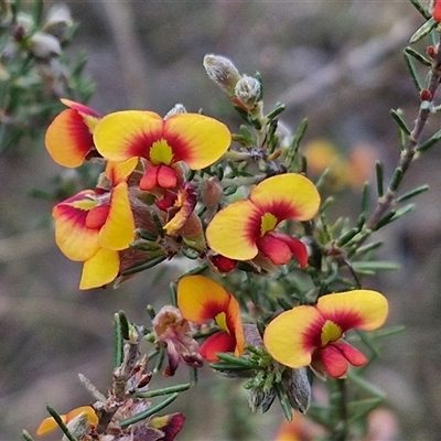 Dillwynia sericea (Egg And Bacon Peas) at Yarra, NSW - 23 Oct 2024 by trevorpreston