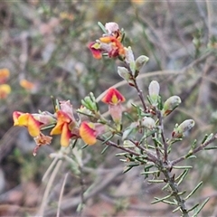 Dillwynia sericea at Yarra, NSW - 23 Oct 2024