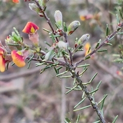 Dillwynia sericea at Yarra, NSW - 23 Oct 2024