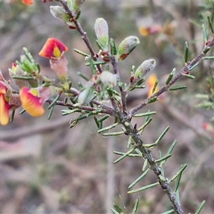 Dillwynia sericea at Yarra, NSW - 23 Oct 2024