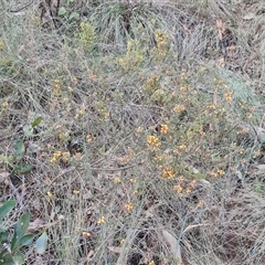 Dillwynia sericea at Yarra, NSW - 23 Oct 2024