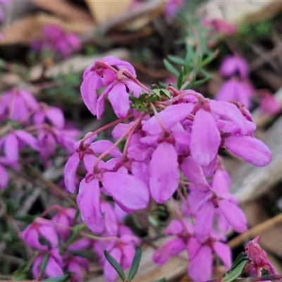 Tetratheca bauerifolia (Heath Pink-bells) at Yarra, NSW - 22 Oct 2024 by trevorpreston