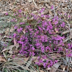 Tetratheca bauerifolia at Yarra, NSW - 23 Oct 2024