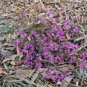 Tetratheca bauerifolia at Yarra, NSW - 23 Oct 2024