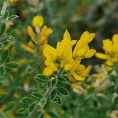 Genista monspessulana (Cape Broom, Montpellier Broom) at Goulburn, NSW - 22 Oct 2024 by trevorpreston