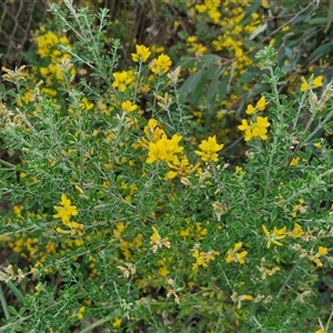 Genista monspessulana at Goulburn, NSW - 23 Oct 2024 07:06 AM