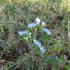 Unidentified Other Wildflower or Herb at Mullewa, WA - 12 Sep 2024 by Paul4K