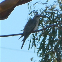 Cacomantis pallidus (Pallid Cuckoo) at Mullewa, WA - 12 Sep 2024 by Paul4K