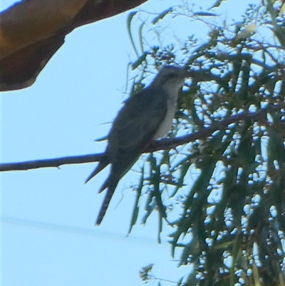 Cacomantis pallidus (Pallid Cuckoo) at Mullewa, WA - 12 Sep 2024 by Paul4K