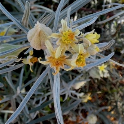 Unidentified Other Shrub at Mullewa, WA - 13 Sep 2024 by Paul4K