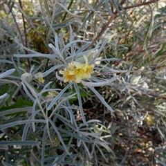 Ricinocarpus velutinus at Mullewa, WA - 13 Sep 2024 11:09 AM