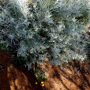 Ricinocarpus velutinus at Mullewa, WA - 13 Sep 2024 11:09 AM