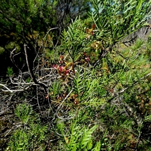 Dodonaea microzyga var. microzyga at Mullewa, WA by Paul4K