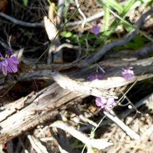 Dianella sp. at Mullewa, WA by Paul4K