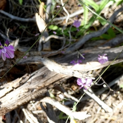 Dianella sp. at Mullewa, WA - 13 Sep 2024 by Paul4K