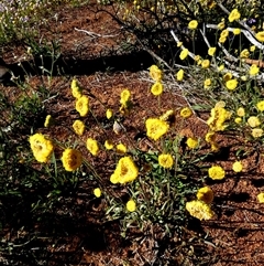 Unidentified Daisy at Mullewa, WA - 13 Sep 2024 by Paul4K