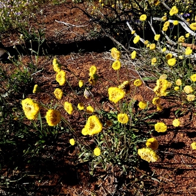 Unidentified Daisy at Mullewa, WA - 13 Sep 2024 by Paul4K