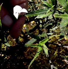 Eremophila sp. at Mullewa, WA - 13 Sep 2024 by Paul4K