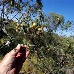 Unidentified at suppressed - 13 Sep 2024