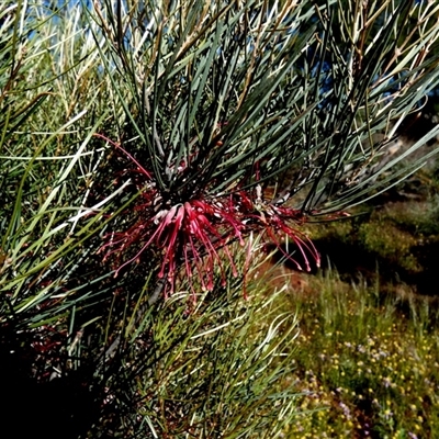 Unidentified Other Shrub at Mullewa, WA - 13 Sep 2024 by Paul4K