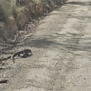 Varanus rosenbergi at Booth, ACT - suppressed