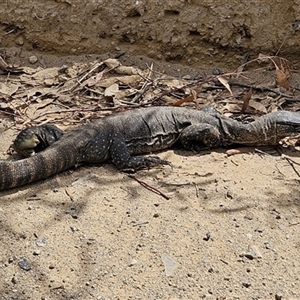 Varanus rosenbergi at Booth, ACT - 22 Oct 2024