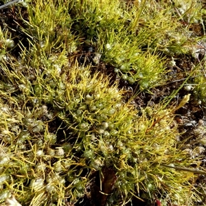 Unidentified Other Wildflower or Herb at Mullewa, WA by Paul4K