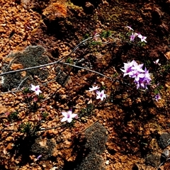 Unidentified Other Shrub at Mullewa, WA - 13 Sep 2024 by Paul4K