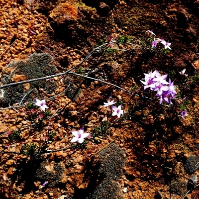 Unidentified Other Shrub at Mullewa, WA - 13 Sep 2024 by Paul4K