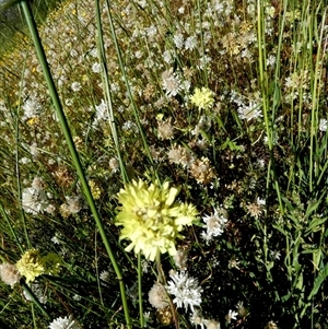 Unidentified Daisy at Mullewa, WA by Paul4K