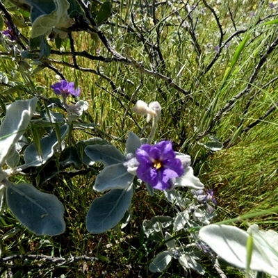 Solanum lasiophyllum at Mullewa, WA - 13 Sep 2024 by Paul4K