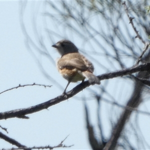 Aphelocephala leucopsis (Southern Whiteface) at Mullewa, WA by Paul4K