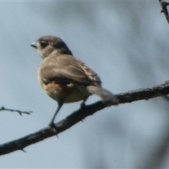 Aphelocephala leucopsis at Mullewa, WA - 13 Sep 2024