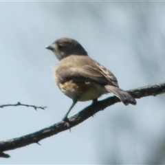 Aphelocephala leucopsis at Mullewa, WA - 13 Sep 2024